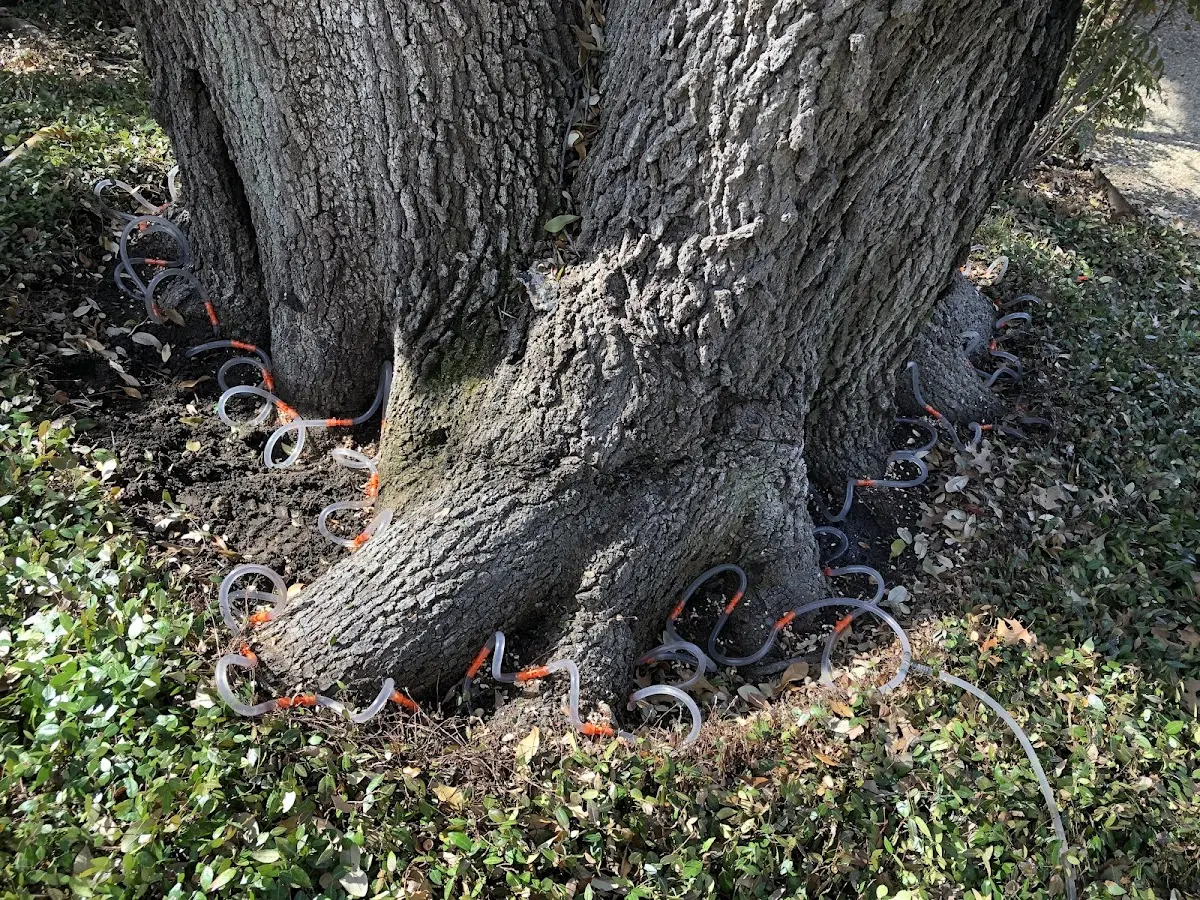 Detailed Tree Cabling and Bracing job site in Belmont